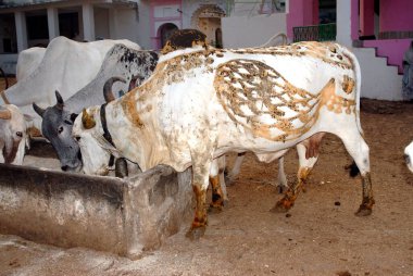 İnsanlar festivalden önce inekleri resmediyor ve onlara tapıyor. 