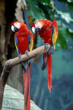 Colorful Macaws at Jurong Bird Park, Singapore   clipart