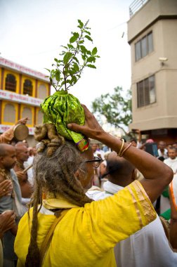 Pilgrim kutsal tütsü bitkisini başının üzerinde taşıyor, Nasik, maharashtra, Hindistan, Asya 