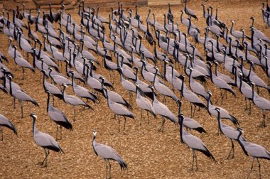 Birds, Flock of Demoiselle Crane  Grus Virgo, khichan, rajasthan, india  clipart