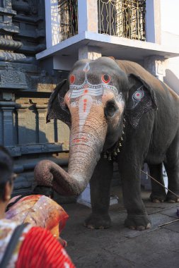 Kanchi kamakoti peetam sri kamakshi ambal tapınağındaki Hintli bayanlara fil duası, Kanchipuram bölgesi, Tamilnadu, Hindistan 