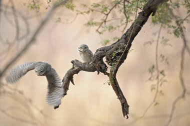 Spotted Owlet Athene brama in low flight in Ranthambore tiger reserve, India clipart