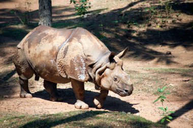 Rhino rhinoceros unicornis , Thiruvananthapuram , Kerala , India clipart