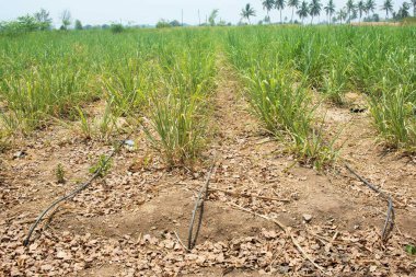 Sugarcane crop with drip irrigation, Baramati, Maharashtra, India, Asia clipart