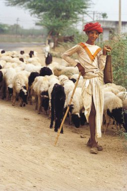 Koyunlu çoban, Rajasthan, Hindistan, Asya