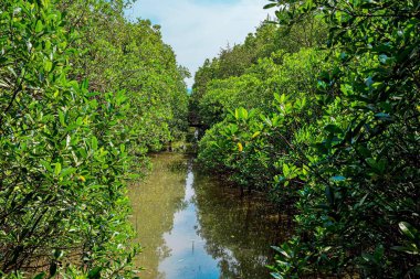 Sharavathi Kandla Mangrove, Kasarkod, Honnavar, Karnataka, Hindistan 