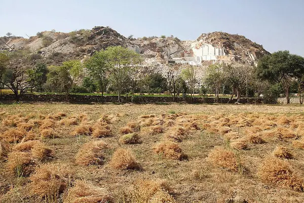 stock image golden wheat cereals in field with mountains on background 