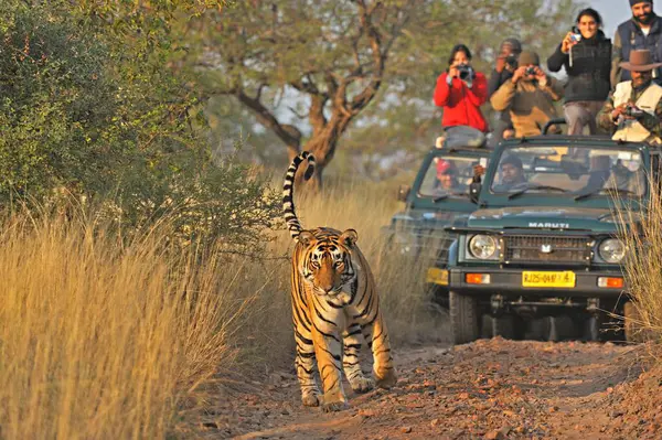 Tiger Panthera Tigris Tigris, Ranthambore Ulusal Parkı, Rajasthan, Hindistan