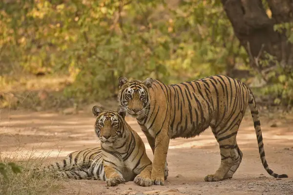 İki vahşi Bengal ya da Hint kaplanı, anne ve alt yetişkin yavru, Hindistan 'daki Ranthambhore Ulusal Parkı' nın kurak ormanlarında bir orman yolunda.