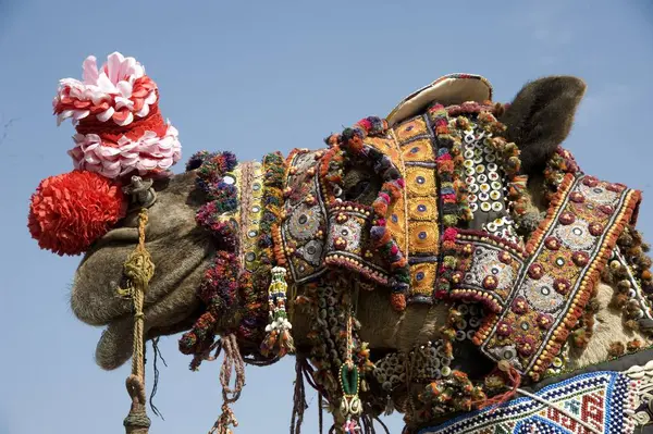 Dekoratif deve, push kar Fair, Rajasthan, Hindistan, Asya