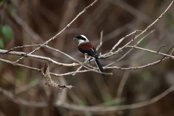 stock image Rufous backed shrike, tadoba andhari tiger reserve, chandrapur, Maharashtra, India, Asia 