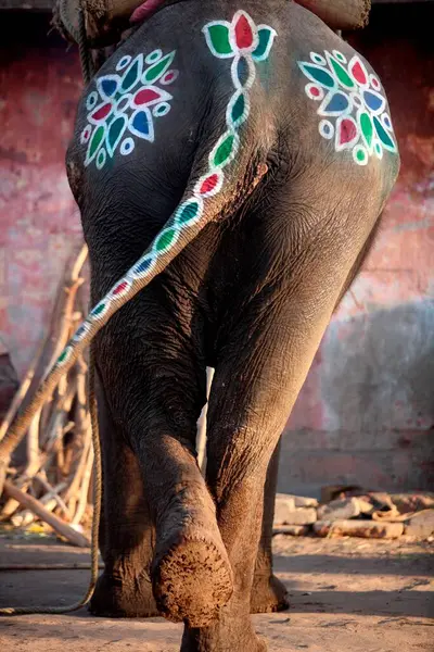 Ahmedabad, Gujarat ve Hindistan sokaklarında görülen renkli fil çizimleri