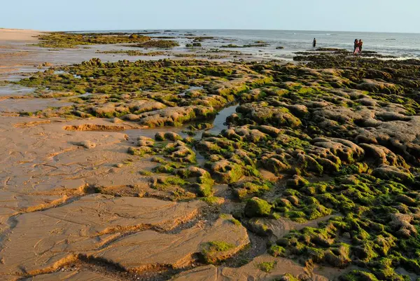 Pingleshwar plajı, Kutch, Gujarat, Hindistan 