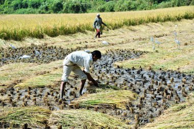 Pirinç hasat eden çiftçi, Chikhla, Valsad, Gujarat, Hindistan, Asya 