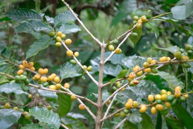 Kahve çekirdekleri çiğ ve olgun; Madikeri Madikery; Bölge Koorgu; Karnataka; Hindistan