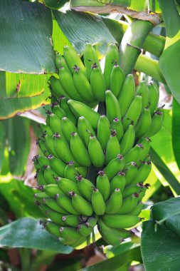 Bananas yetişiyor, Sangli bölgesi, Maharashtra, Hindistan