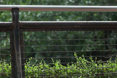 Çit Veermata Jijabai Bhosale Udyan Mumbai Maharashtra Hindistan Asya Eylül 2012 