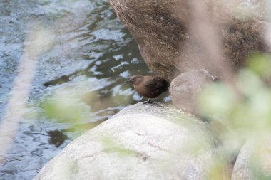 Brown Dipper, Kedarnath Vahşi Yaşam Sığınağı, Uttarakhand, Hindistan, Asya 