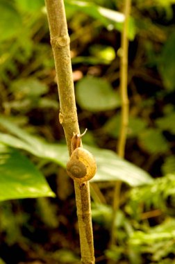 Bahçedeki ağaca tırmanan salyangoz; Kolkata Kalküta; Batı Bengal; Hindistan