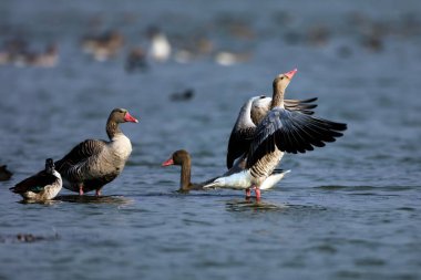 thol Gölü, Gujarat, Hindistan, Asya 'daki greylag kazları