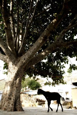 Goat standing near tree, Dilwara, Rajasthan, India  clipart