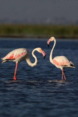 greater flamingos, nalsarovar, Gujarat, India, Asia  clipart