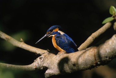 Bird , Small Blue Kingfisher (Alcedo Atthis) , Bangalore , India clipart