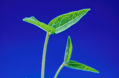 Mavi arkaplanda tohumların filizlenmesi