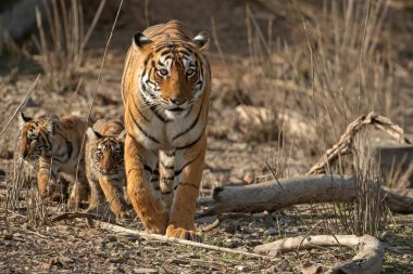 Hindistan 'ın Ranthambore kaplan rezervinin kuru çalı orman habitatına yaklaşan iki küçük yavrusuyla birlikte Kraliyet Bengal kaplanı.