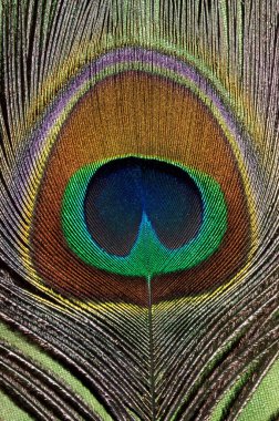 Kuşlar, Tüy, Tavuskuşu, Hint Tavuskuşu Pavo kriteri