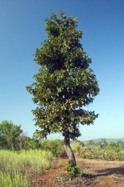 Baheda tree at lanja ratnagiri, Maharashtra, India, Asia clipart