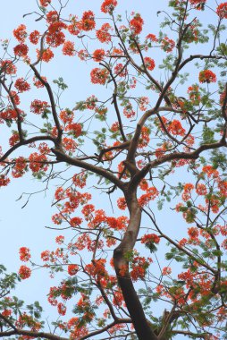 Gulmohar ağacı; Bombay Bombası; Maharashtra; Hindistan