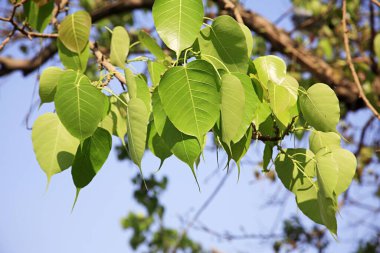 Ağaç yaprakları dallara yakın. 
