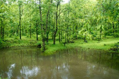 Small pond in the forest of Asangaon, district Thane, Maharashtra, India  clipart