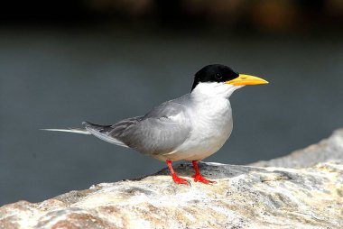 Kuş, Hint Nehri Tern Sterna aurantia