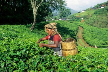 Tea Plantations at Munnar , Kerala , India clipart