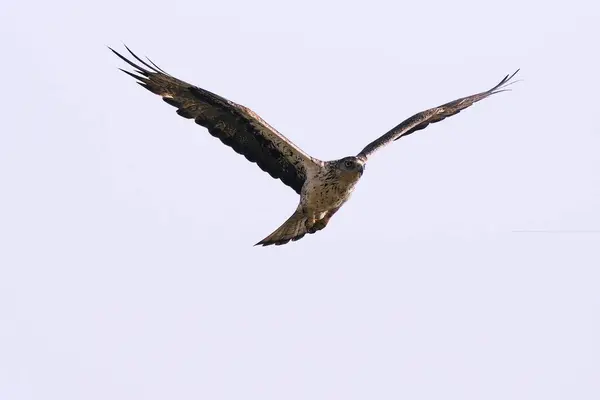 stock image bird, Hawk searching for pray, Mandore, Jodhpur, Rajasthan, India 