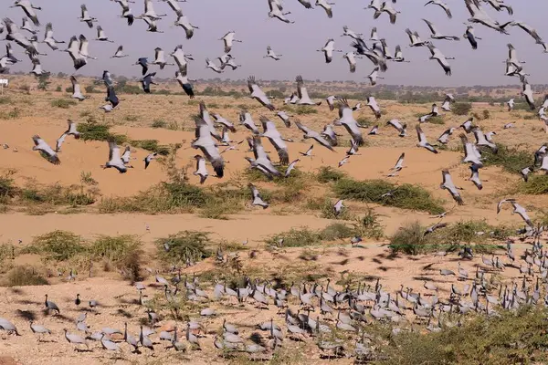 stock image Birds, flock of demoiselle cranes grus virgo flying and sitting in desert, Khichan, Phalodi, Jodhpur, Rajasthan, India 