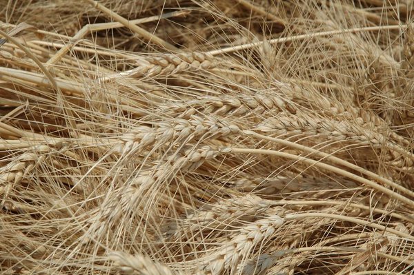 Закрытие стебля пшеницы, деревня Махангва, округ Нарсингхпур, штат Мадхья-Прадеш, Индия