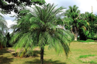 Bahçedeki ağaçlar ve bitkiler, Hindistan, Asya