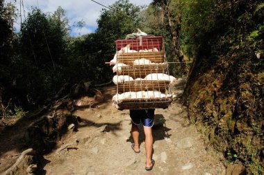 Porter kafeste tavuk taşıyor, Ghoripani, Nepal