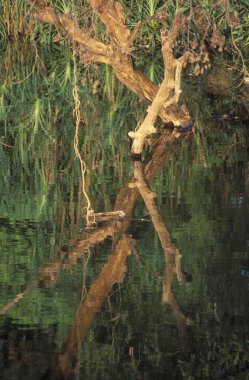 Hindistan, ağaçların sularındaki yansıma