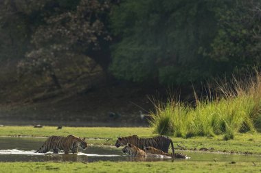 Bengal Kaplanı Ranthambhore Milli Parkı, Rajasthan, Hindistan, Asya