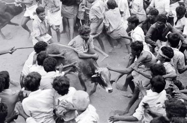 Jallikattu bull taming during Pongal festival at Alanganallur near Madurai ; Tamil Nadu ; India clipart