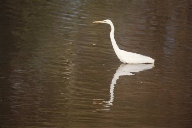 Egret, Bharatpur, Rajasthan, Hindistan