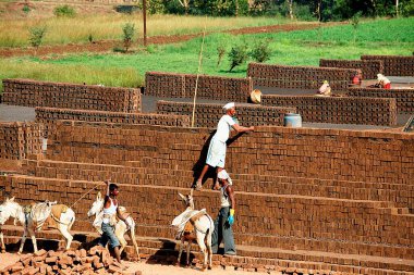 Sangli, Maharashtra, Hindistan 'daki tuğla fabrikasında tuğla döşeyen bir işçi.