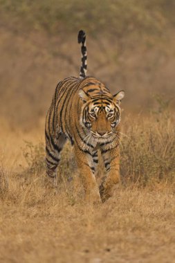 Bengal Kaplanı Ranthambhore Milli Parkı, Rajasthan, Hindistan, Asya