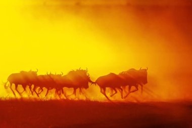 Kenya 'daki Masai Mara Vahşi Yaşam Sığınağı' nda gün doğumunda toz kusan bir antilop sürüsünün silueti.