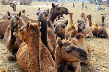Rajasthan, Hindistan 'daki Rajasthan fuarında develer 