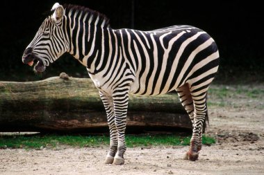 Zebra, Danimarka 'nın Kopenhag Hayvanat Bahçesi' nde